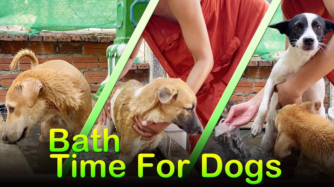 Bath Time For Dogs Quotes