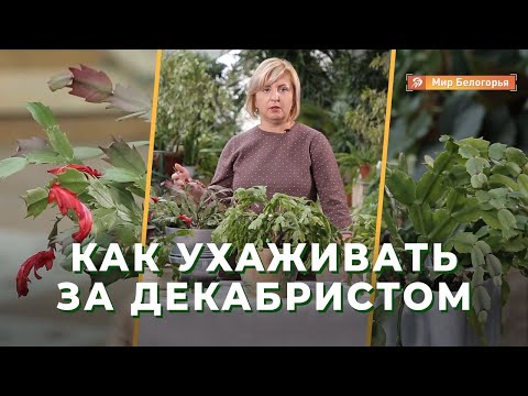 Как ухаживать за декабристом: советы профессионала