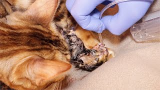 We Helped Save one of the Kittens from Dying at Birth