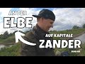 DER ZANDER WAHNSINN | Angeln an der Elbe | Spinnfischen am Fluss | Vlog #62