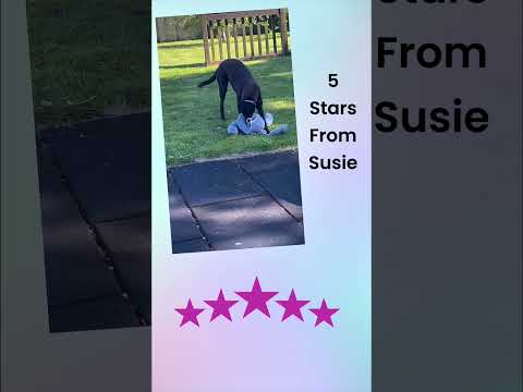 Toy Review #greyhound