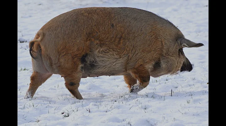 Big Pig Snort & Chew Sound Effect