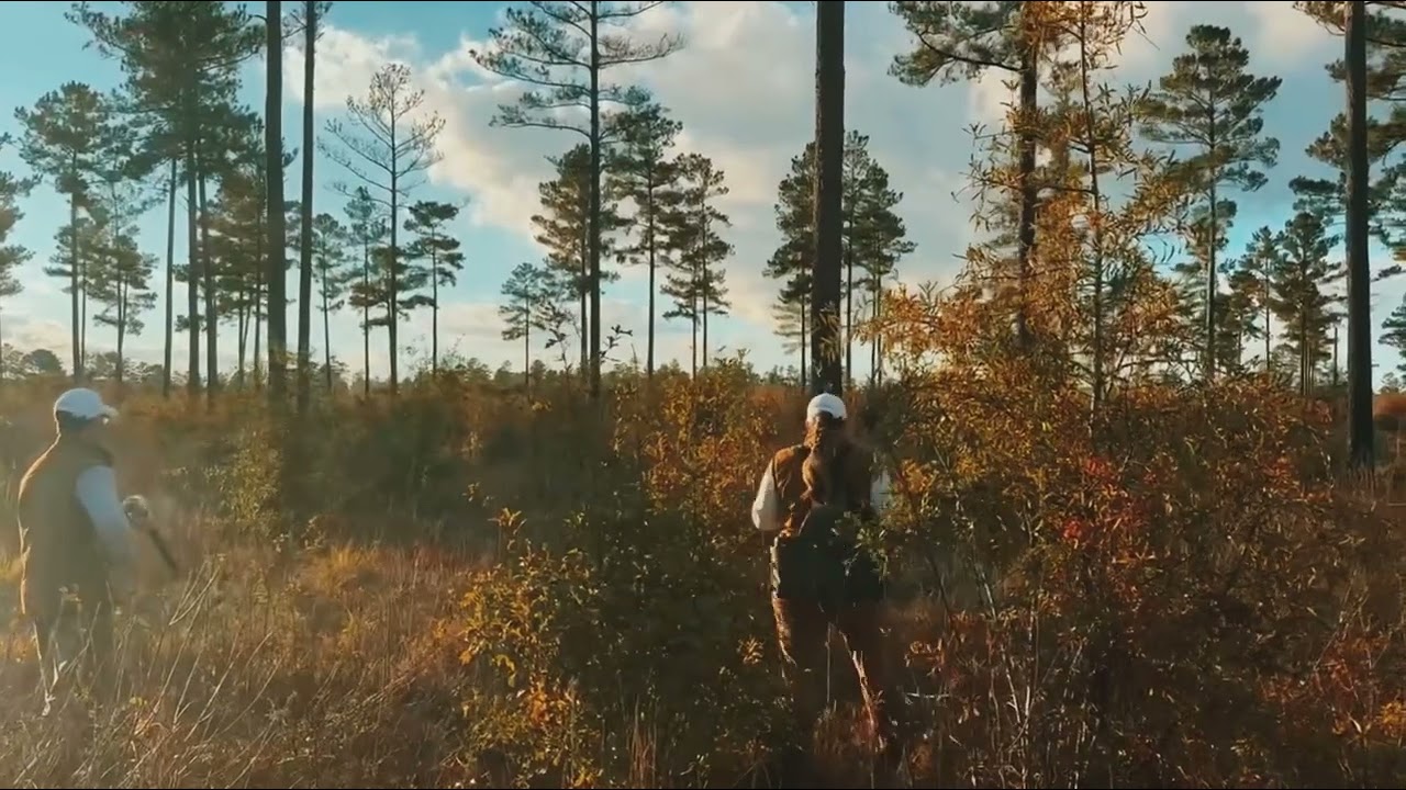 A walk through the Georgia pines at Hardy Manor. 