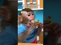 Monkeybabybonbonshilario