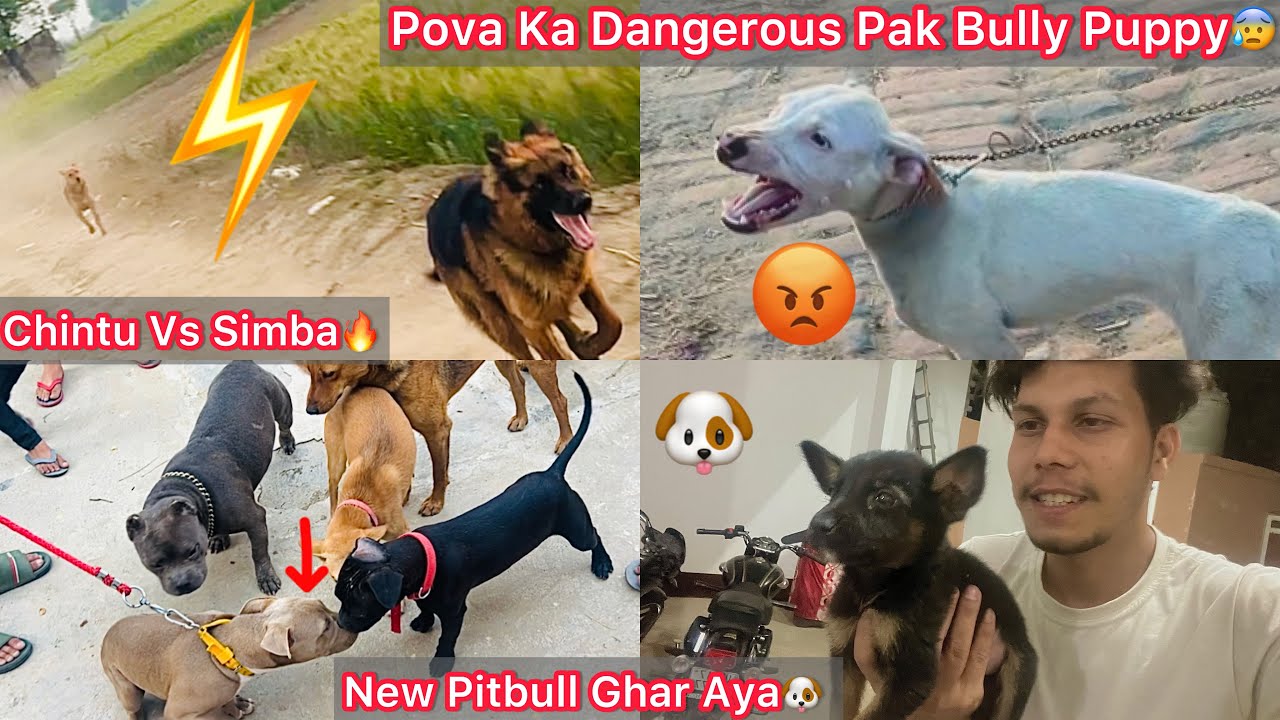 2 Pitbull K Dog Aaye Ghar😨Sb Dogs Se Mila🐶|| Pova Ka Dangerous Pak Bully Dekha😱Desi Vs Gsd Race🔥