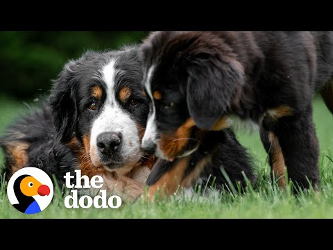 Video: 5 vienkāršus trikus, lai jūsu suņa mīlētu grooming sesijas