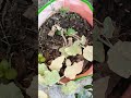 chili 🌶️ plants starts fruiting 2nd year