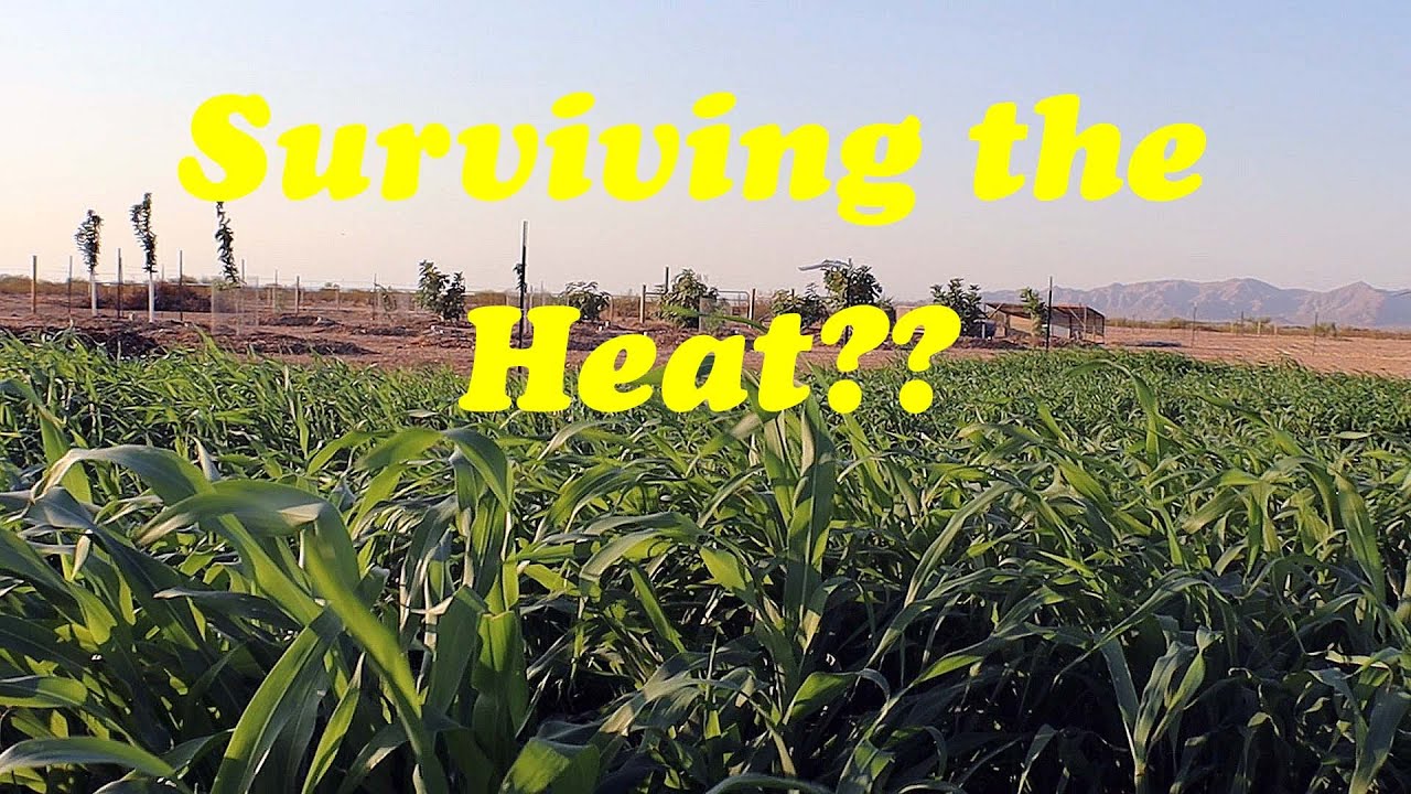 Farm Tour June 2021 | Desert Farming