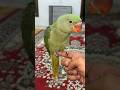 Cute parrot birds parrottalking viral.