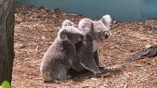 Koalas Run & Wrestle