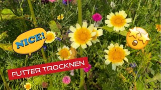 Trockenfutter Für Schildkröten Was Kann Ich Trocknen?