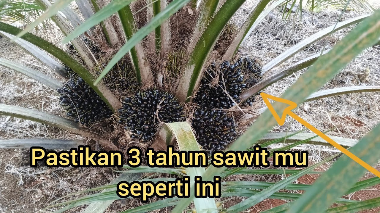 Rahasia sukses sawit Kostarika:usia 3 tahun berbuah lebat