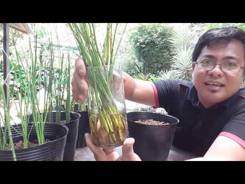 4 METHODS ON HOW TO PROPAGATE HORSETAIL (equisetum hyemale).