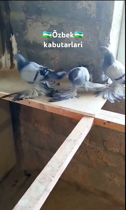 🇺🇿Uzbek pigeons🇺🇿 #хьозанаш #duvor #kepderiler #કબૂતર #piccioni #тагтаа #pombos