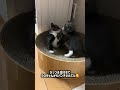 生後1ヶ月の個性豊かな子猫とねこまる🫶🏻🎀🥹クロちゃんとくまちゃんが里親さんからつけてもらったお名前も💭 #猫 #子猫 #kittens #cat #猫のいる暮らし