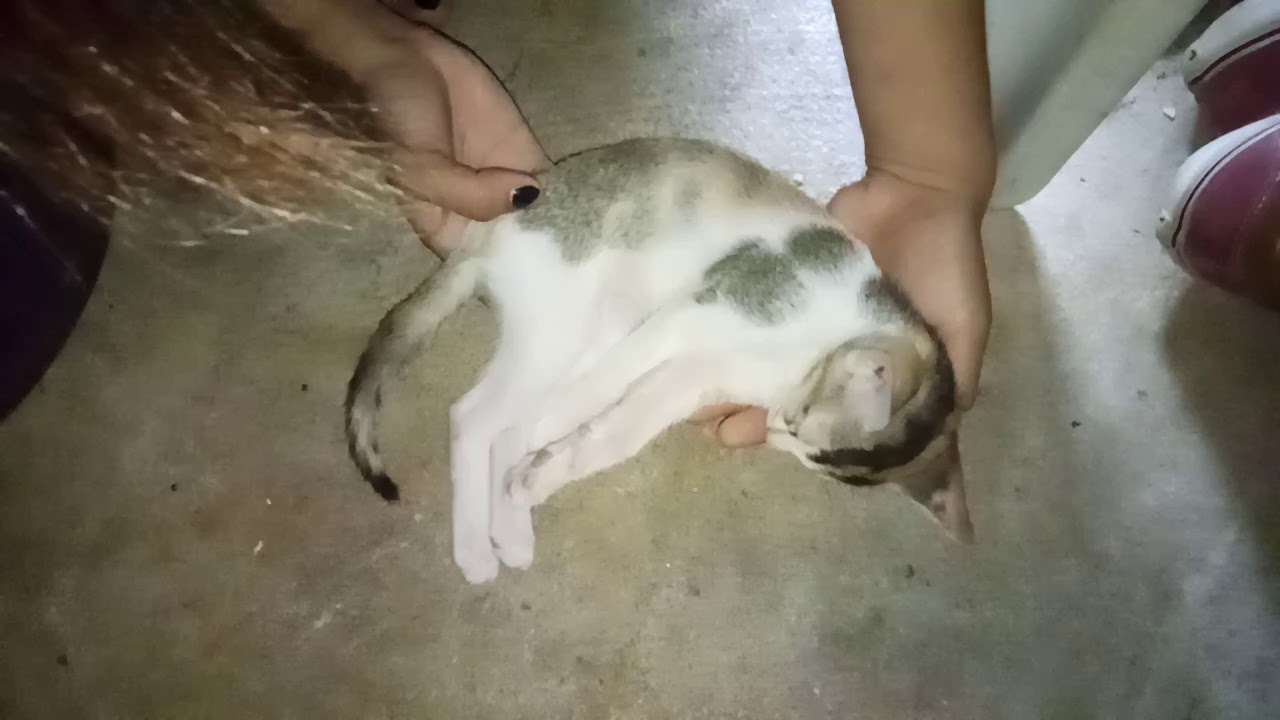 My Sleeping Pussycat Youtube