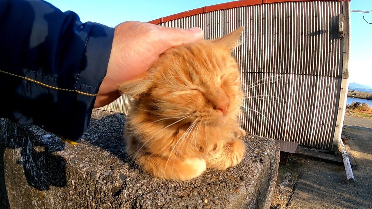 防波堤の上にいたフワフワ長毛茶トラ猫をナデナデしてきた Youtube
