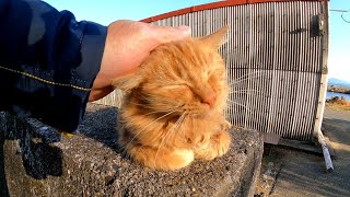 防波堤の上にいたフワフワ長毛茶トラ猫をナデナデしてきた