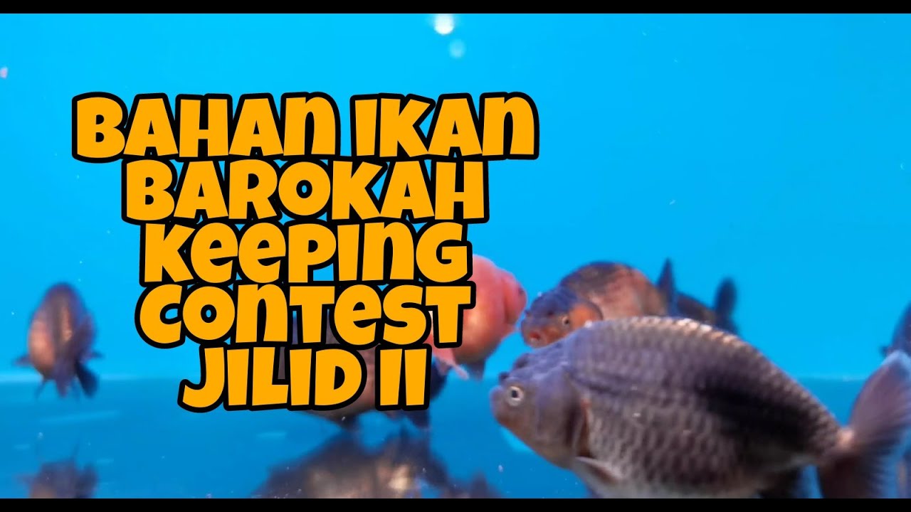 SORTIR IKAN RANCHU REDWHITE BARENG MASTERNYA !!! PART II