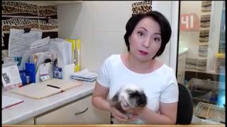 Приют для лемуров Приют для лемуров