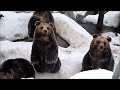 のぼりべつクマ牧場ムービー