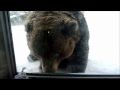 2011のぼりべつクマ牧場ムービー の動画、YouTube動画。