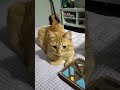 ржу над котиком