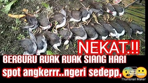 berburu ruak ruak di siang hari || Spot angker ..hasil mantappp 14 ekor