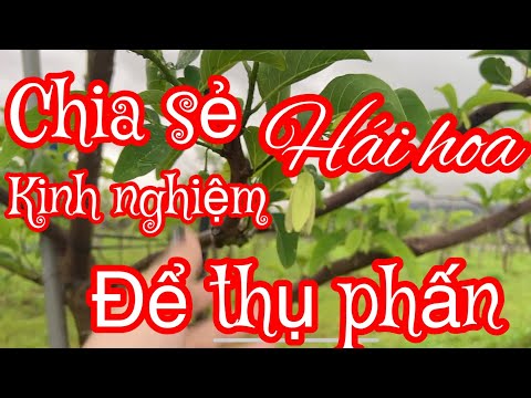 #1 Chia sẻ kinh nghiệm hái hoa để thụ phấn cho cây na dứa , na dai và na bở Mới Nhất