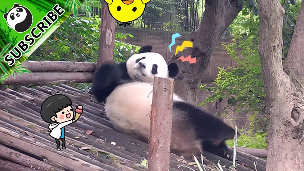 itchy-panda-scratches-herself-like-mad-ipanda-youtube