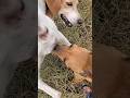 #animals #funny #baffalo #dog #goldenretriever #cow #puppy #shorts