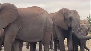 **Incredible Encounter with Elephants! 🐘✨** Kruger National Park