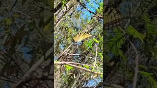 The Eastern Tiger Swallowtail#butterfly #bayard #conservationarea #floridaconservation #florida