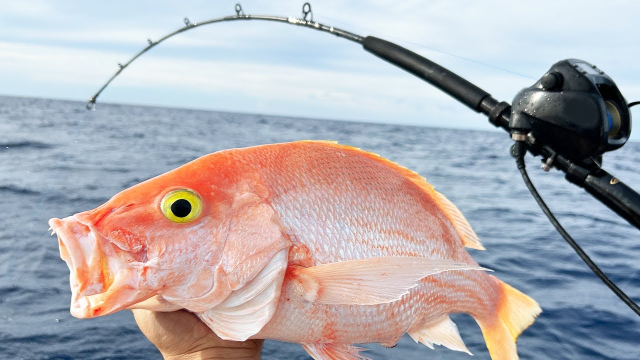 Yellow-eye Snapper Catch Clean Cook With FAMILY!!! 