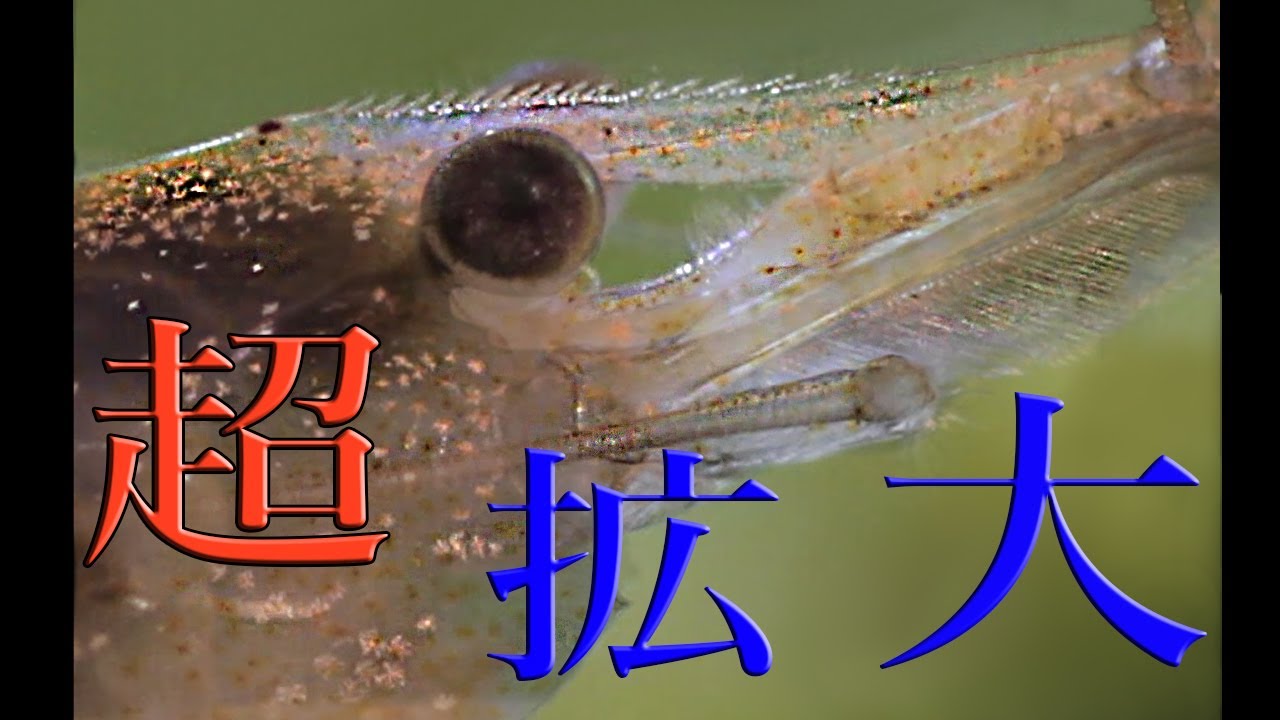 Hd ミナミヌマエビ稚エビ孵化の瞬間 Neocaridina Shrimp Hatching Youtube Hd ミナミヌマエビ稚エビ孵化の瞬間 Neocaridina Shrimp Hatching Youtube
