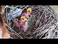 Common myna birds Feed the baby on a palm tree. Ep5 [ Review Bird Nest ]