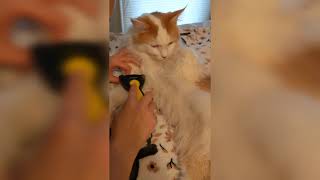 Brushing a Maine Coon Kitten | 11 Month Old Zeus the Cat by Zeus the Cat 584 views 3 years ago 4 minutes, 19 seconds