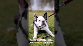 Boston Terrier: Is this the Dog for You?