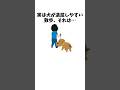 散歩してるのに、犬が満足しない理由　#犬 #ペット #雑学