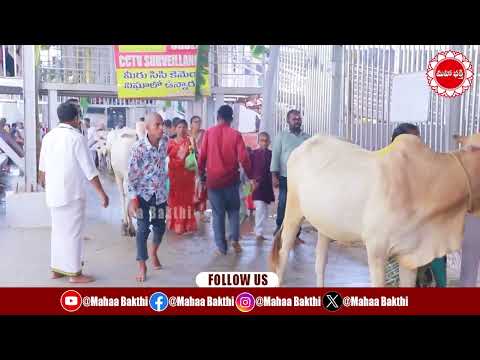 రాజన్న సిరిసిల్ల జిల్లాలో నవరాత్రి సందడి...బ్రహ్మచారిణి రూపంలో అమ్మవారు...|| Mahaa Bhakti