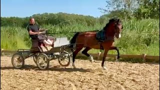Regent (Atleet x Manno) 