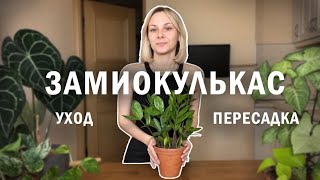 ЗАМИОКУЛЬКАС уход и пересадка / Пересаживаю долларовое дерево / Цветок для новичков