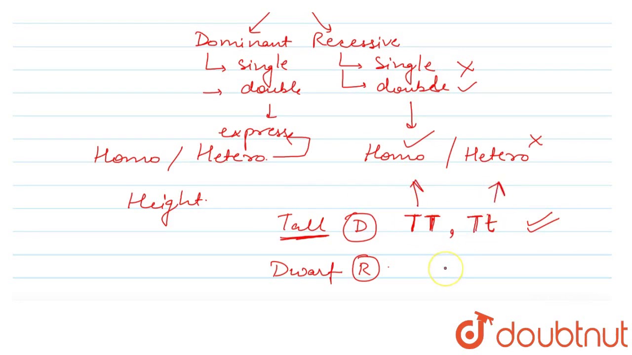 A recessive allele is expressed in