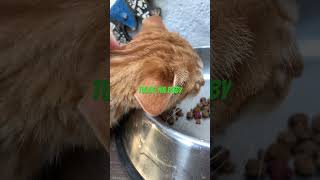 Download Lagu partner wake up viralvideo #cutecat #viralvideo #viralvideo #cutecat MP3