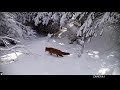 Nafarroako Fauna  Navarra Ciervo Corzo Zorro Gato montés Jabalí Fototrampeo Trailcam