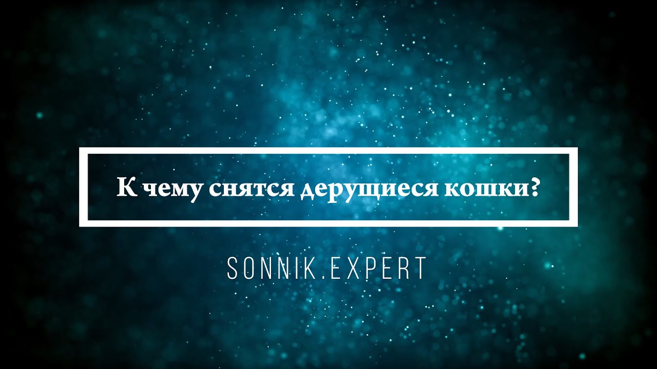 К чему снятся дерущиеся кошки — Онлайн Сонник Эксперт