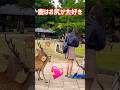 【外国人の反応】鹿はお尻が大好き💖外国人観光客🦌奈良公園