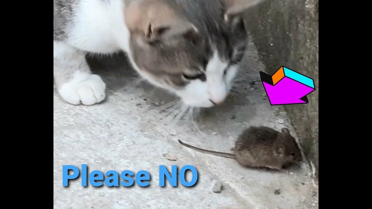 Cat catching MouseCat catching Mouse Funny moments! YouTube
