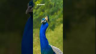 Funny Peacock Doing Unexpected Things 😂 | Peacock Comedy Short Video | Trending 2026