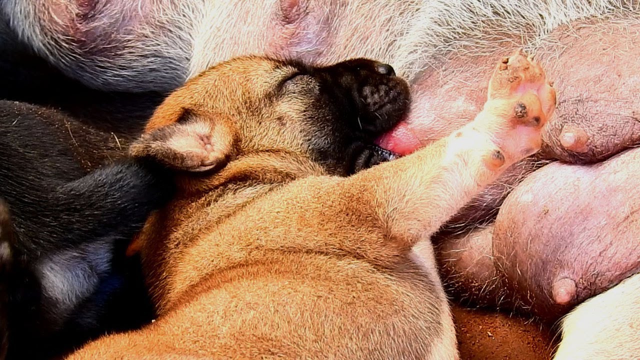 Mother gave birth her first child took good care of it. The dog was ...